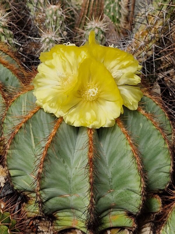 semena Notocactus magnificus