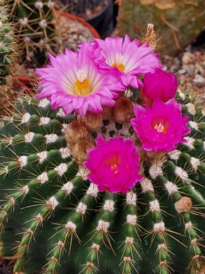 20260514_162258 semena Notocactus herterii v rubriflorus