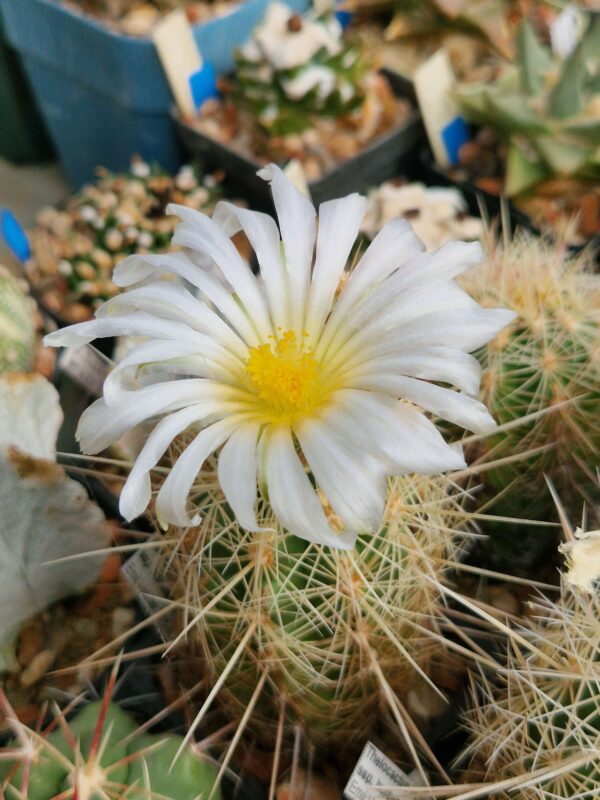semena Thelocactus bicolor v bolaensis f albiflora