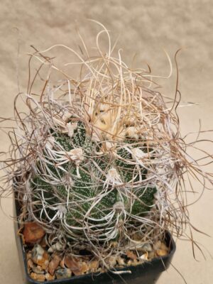 Astrophytum crassispinoides