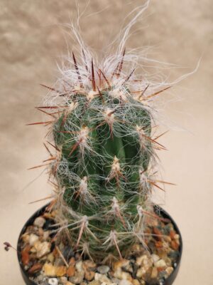 20260925_165120 Oreocereus celsianus