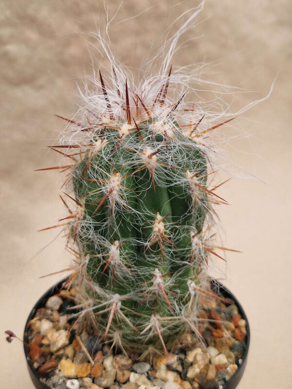 Oreocereus celsianus