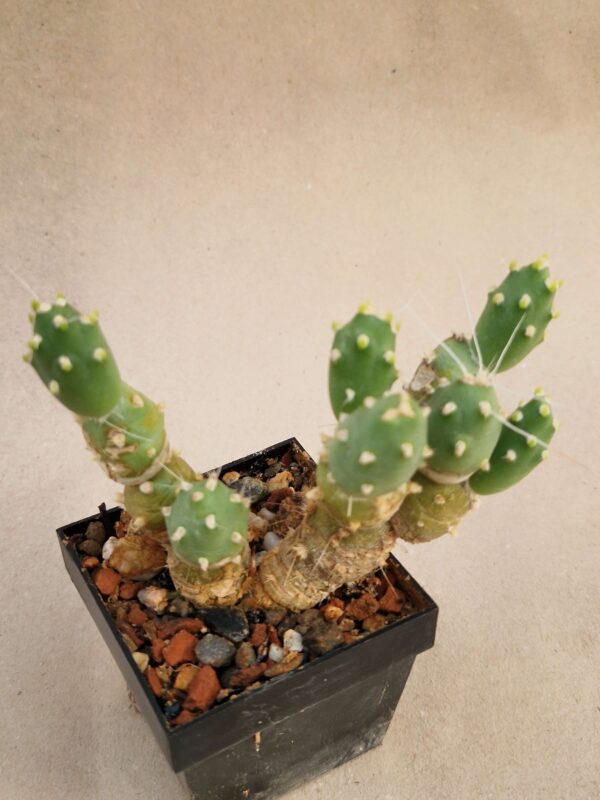 Tephrocactus sp