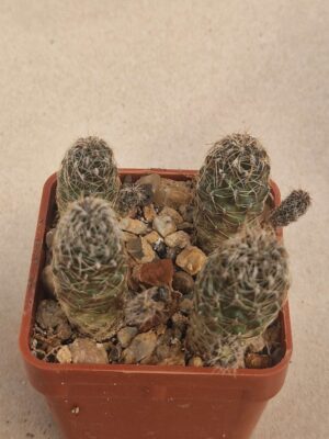 20261004_102140 Sulcorebutia tarabucoensis