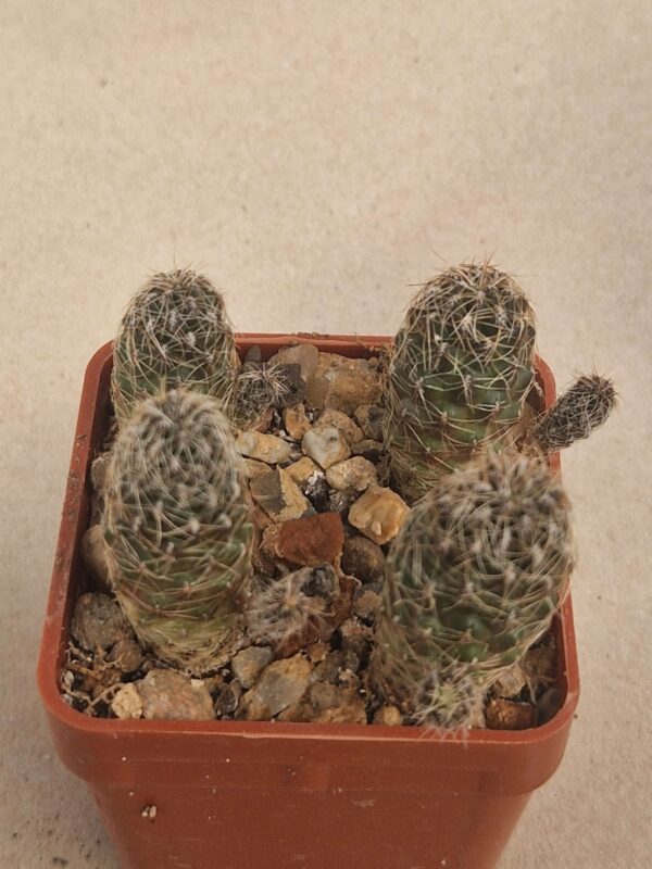 Sulcorebutia tarabucoensis