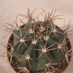 20261004_102631 Melocactus bahiensis
