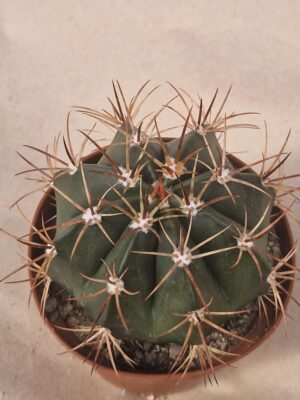 20261004_102631 Melocactus bahiensis