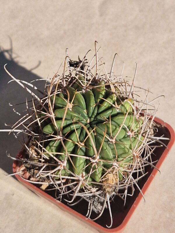 Lobivia larae
