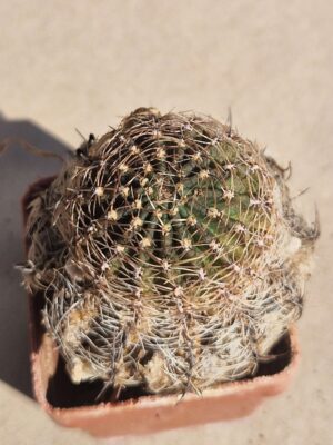 20261004_133746 Echinopsis hybr ,Oskar Smrz,