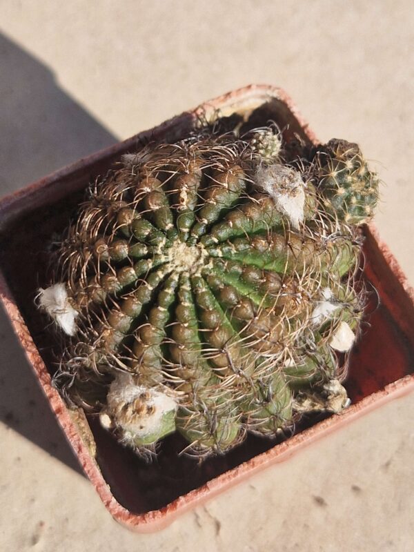 Lobivia arachnacantha v torrecillanensis