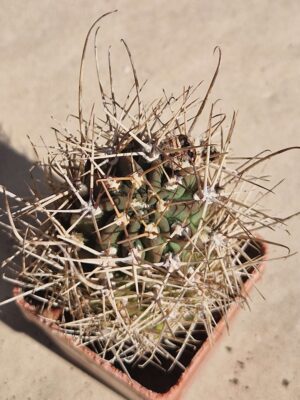 20261004_133904 Lobivia lateritia v citriflora