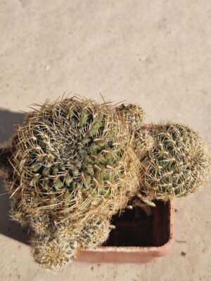20261004_133936 Sulcorebutia steinbachii v marcusii