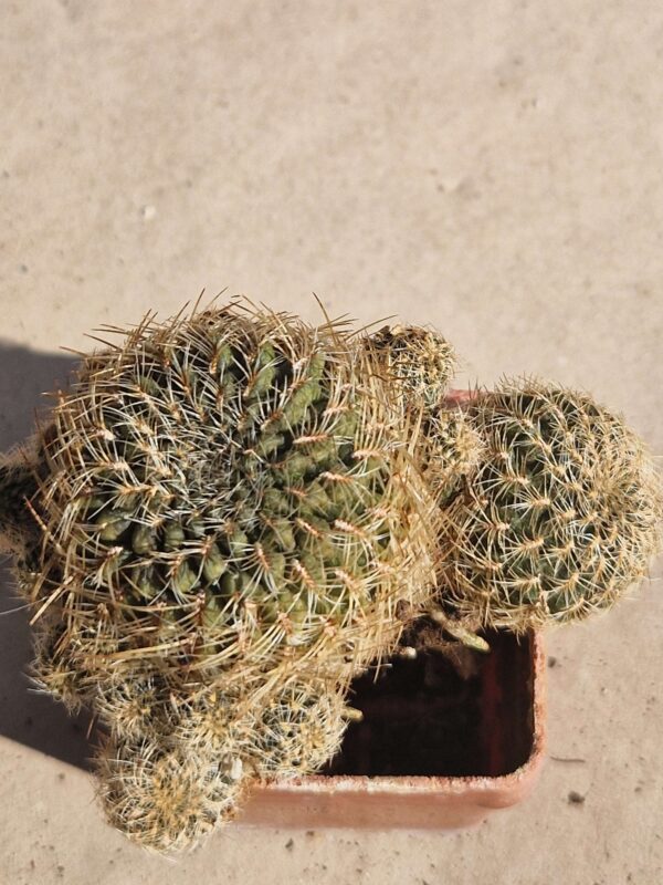 Sulcorebutia steinbachii v marcusii