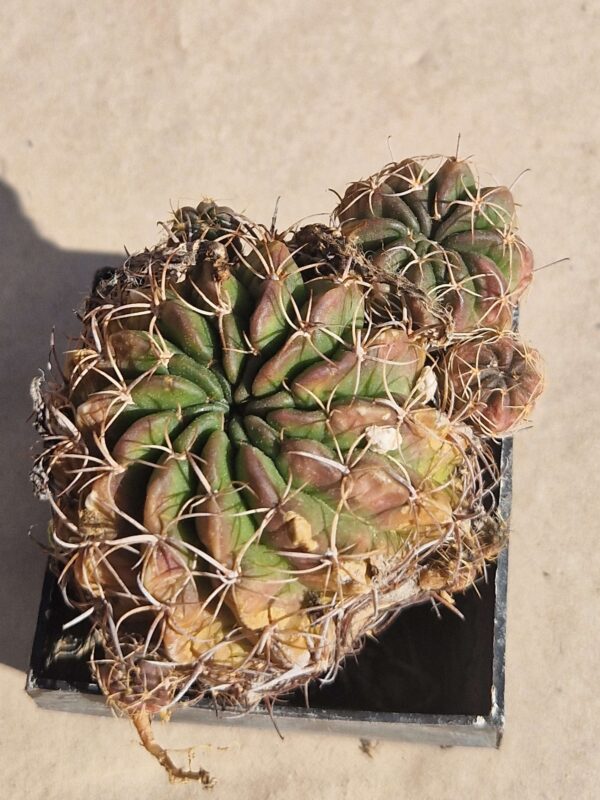 Lobivia calorubra v pojoensis