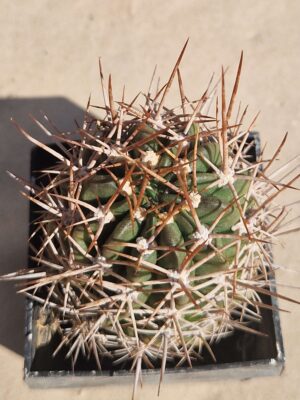 20261004_134033 Lobivia maximiliana v durispina