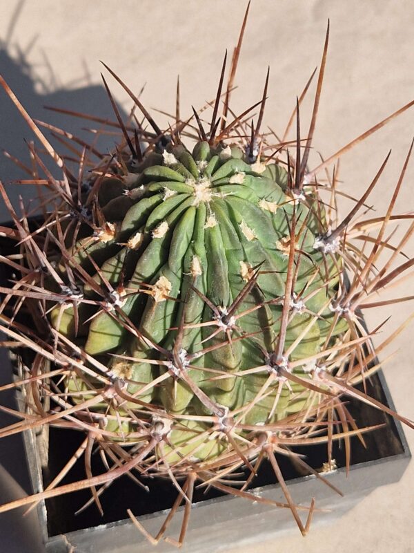 Lobivia ferox v pictiflora
