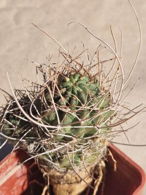 20261004_141510 Lobivia wrightiana f chilensis