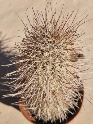 20261004_141550 Lobivia haematantha v elongata