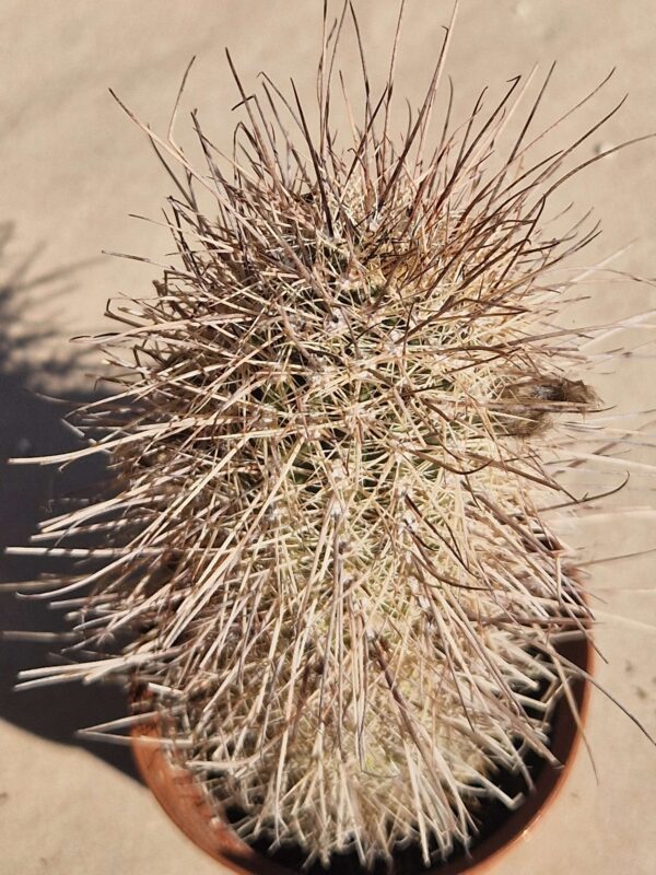 Lobivia haematantha v elongata