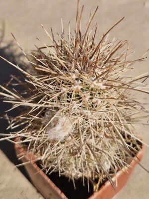 20261004_141633 Lobivia haematantha v elongata