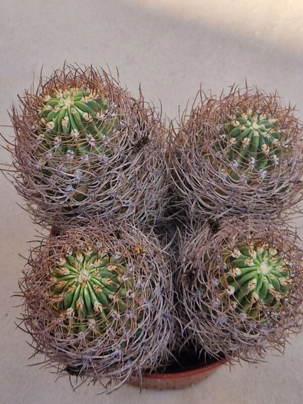 Lobivia lateritia