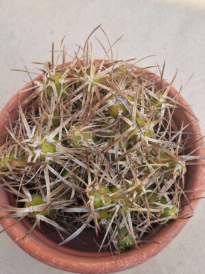 20261004_144305 Tephrocactus darwinii