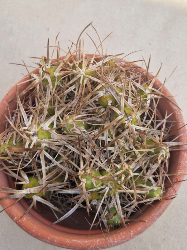 Tephrocactus darwinii