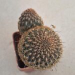 Sulcorebutia steinbachii v verticilacantha