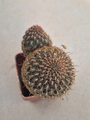 20261004_144338 Sulcorebutia steinbachii v verticilacantha