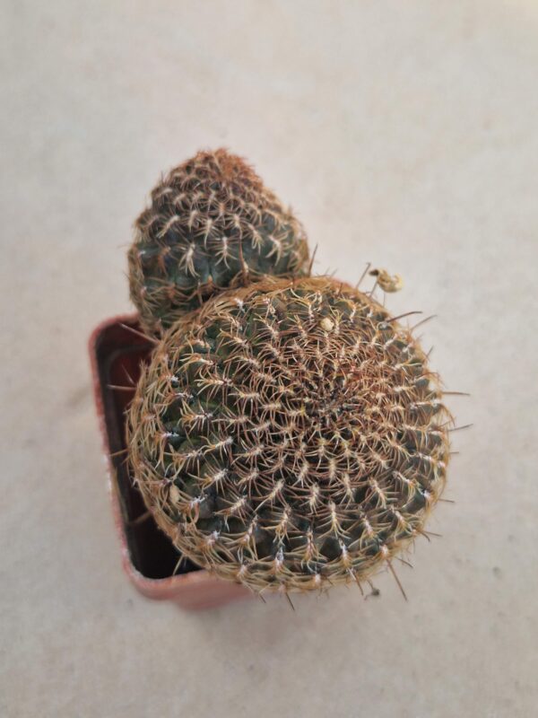 Sulcorebutia steinbachii v verticilacantha
