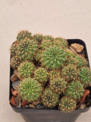 20261008_162618 Sulcorebutia sp HS 227