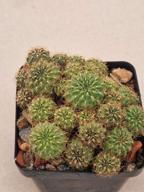 Sulcorebutia sp HS 227