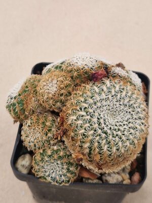 20261008_162700 Sulcorebutia albissima
