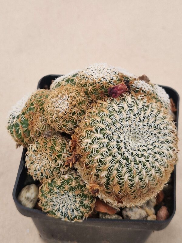 Sulcorebutia albissima