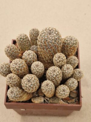 20261008_162722 Sulcorebutia gemmae