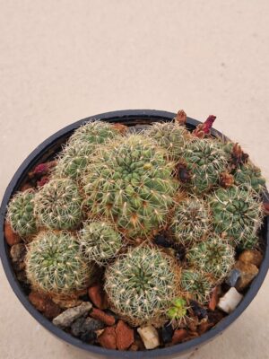 20261008_162758 Sulcorebutia clizensis