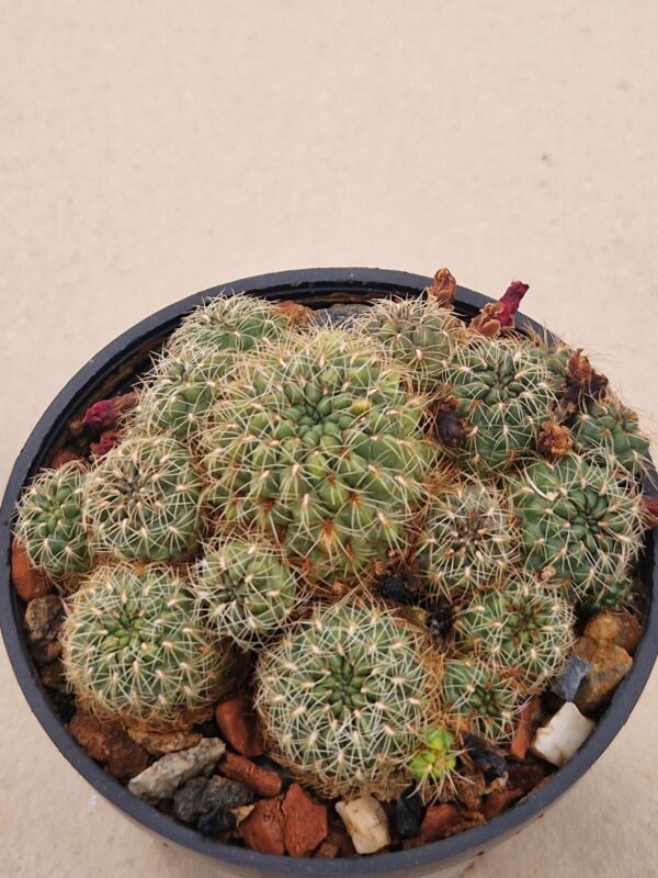 Sulcorebutia clizensis