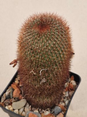 20261008_162820 Sulcorebutia aquireana
