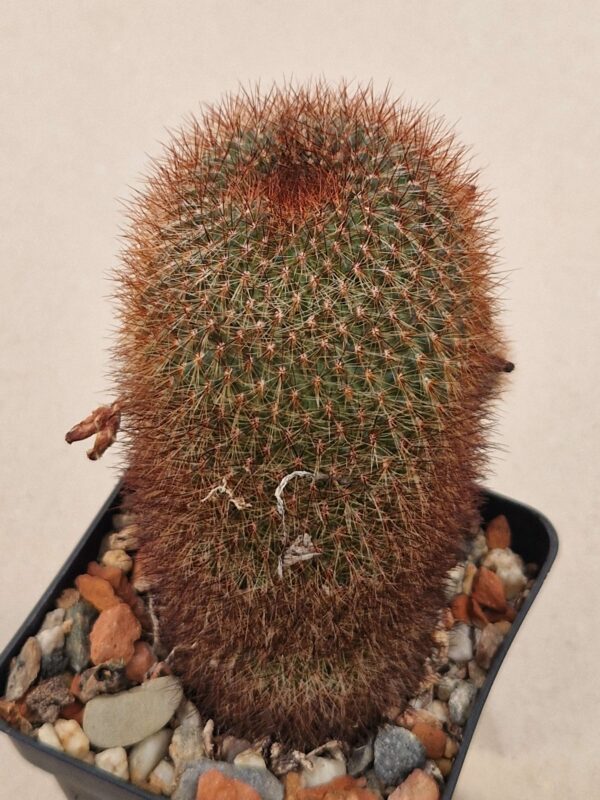 Sulcorebutia aquireana