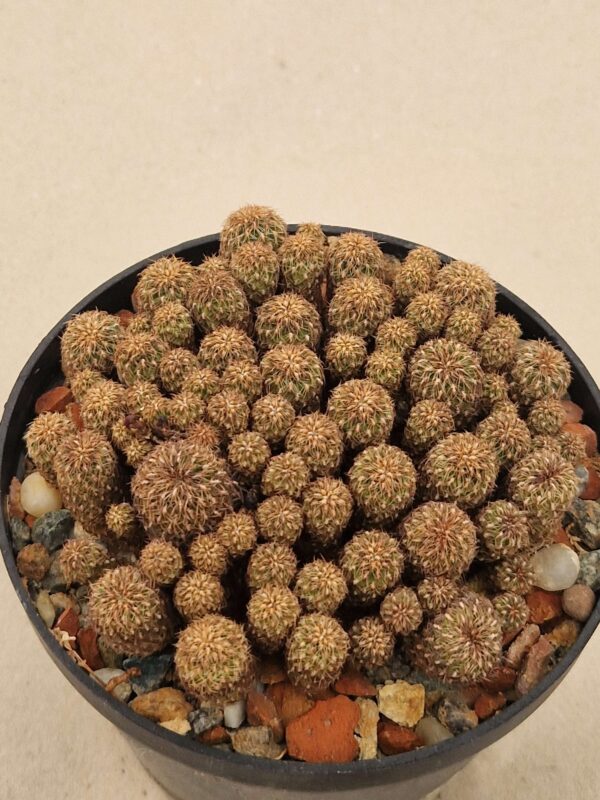 Sulcorebutia vanbaelii