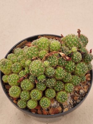 20261008_162920 Sulcorebutia sp