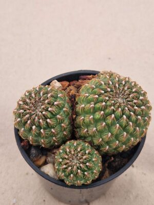 20261008_163000 Sulcorebutia sp