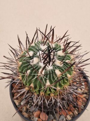 20261008_165651 semena Echinofossulocactus obvalatus