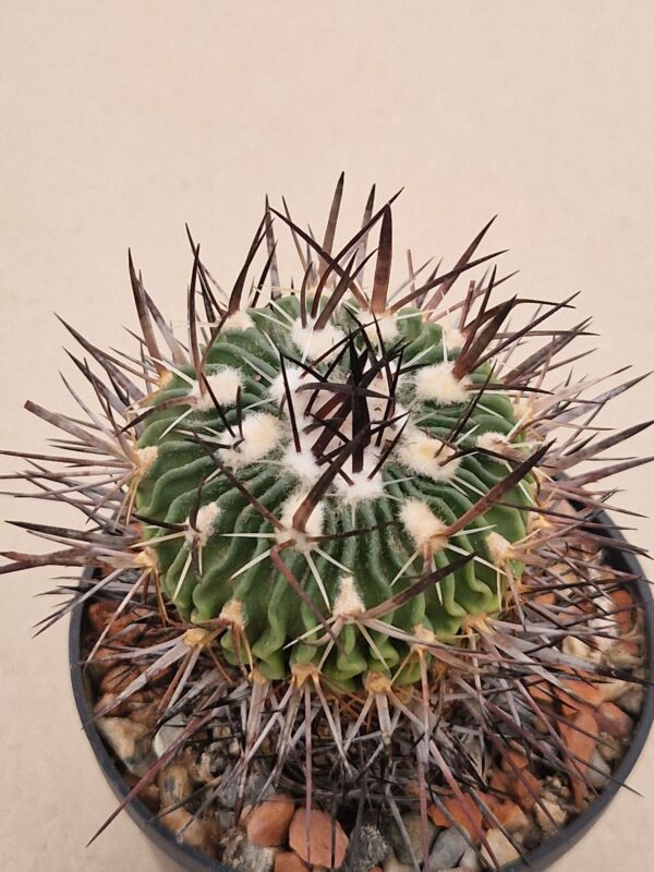 semena Echinofossulocactus obvalatus