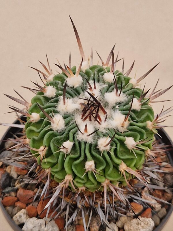 semena Echinofossulocactus lloydii