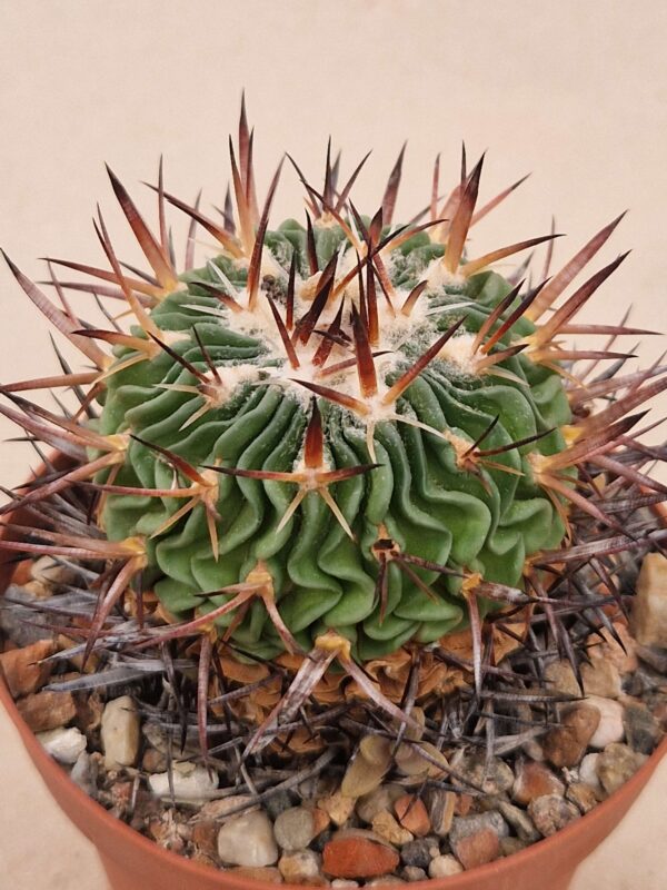 semena Echinofossulocactus pentacanthus