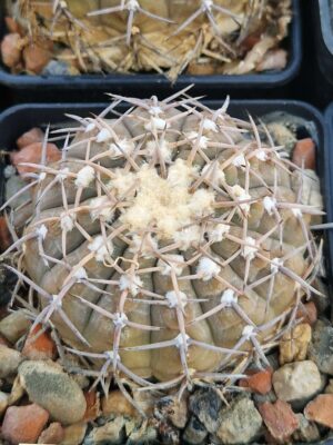 20261009_165814 Gymnocalycium triacanthum