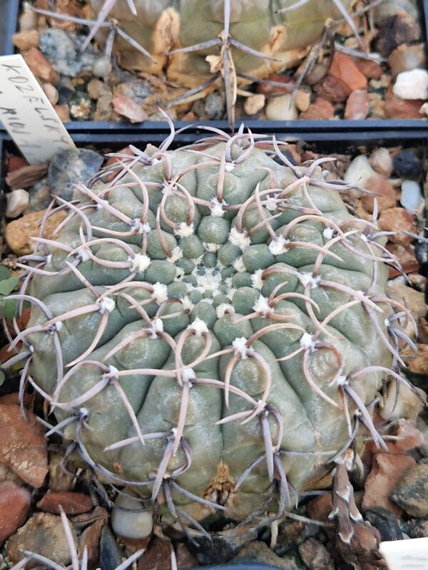 Gymnocalycium kozelskyanum