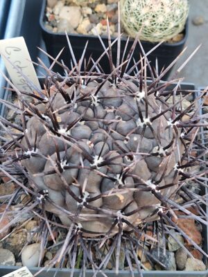 20261009_165854 Gymnocalycium striglianum