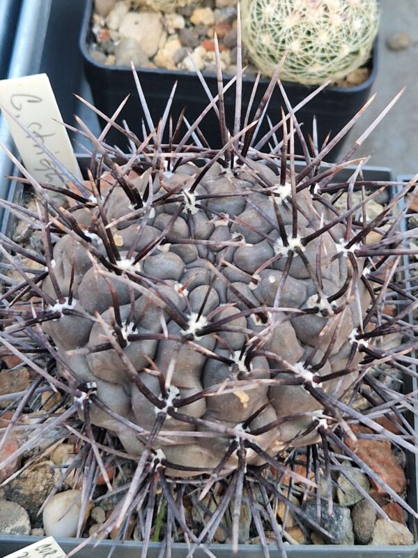 Gymnocalycium striglianum
